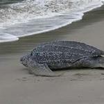 Leatherback Turtle, Grand Riviere